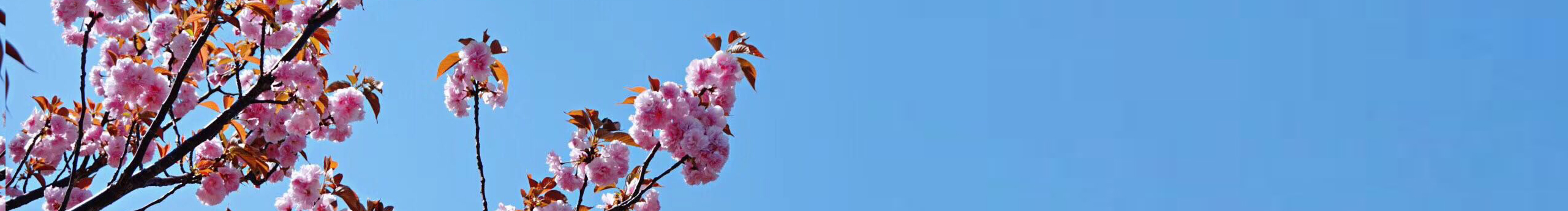 hwesta的个人主页（封面预览） - 主页封面设置 - 站酷设计师hwesta原创素材 - 站酷ZCOOL