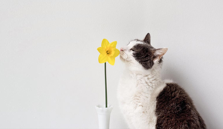 卷穗的個(gè)人主頁(yè)（封面預(yù)覽） - 主頁(yè)封面設(shè)置 - 站酷設(shè)計(jì)師卷穗原創(chuàng)素材 - 站酷ZCOOL