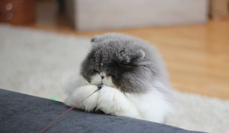 吖贱就是Lewis的个人主页（封面预览） - 主页封面设置 - 站酷设计师吖贱就是Lewis原创素材 - 站酷ZCOOL