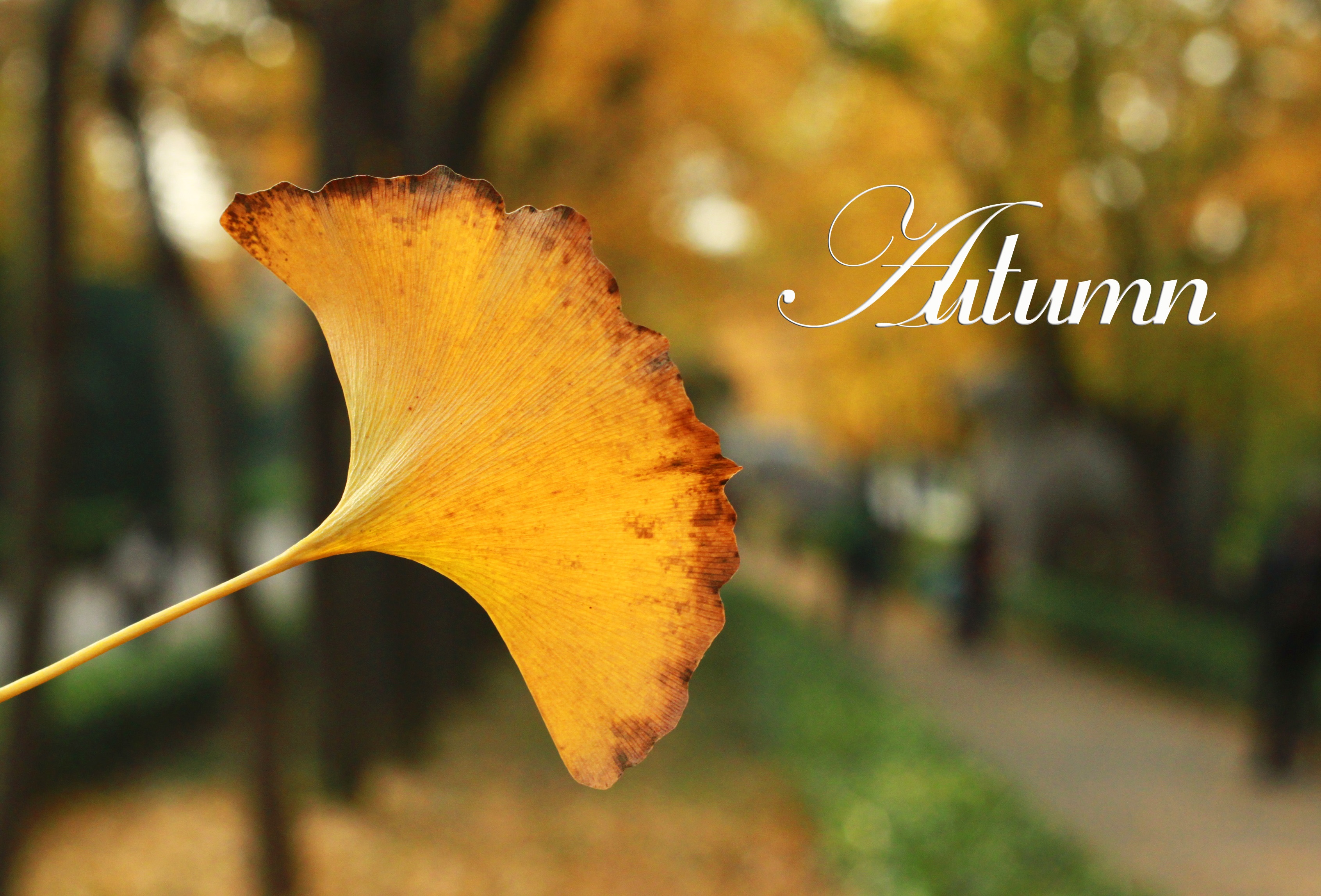 Manzanalin的个人主页（封面预览） - 主页封面设置 - 站酷设计师Manzanalin原创素材 - 站酷ZCOOL