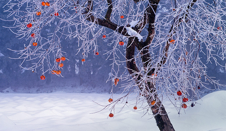 彧竹的个人主页（封面预览） - 主页封面设置 - 站酷设计师彧竹原创素材 - 站酷ZCOOL