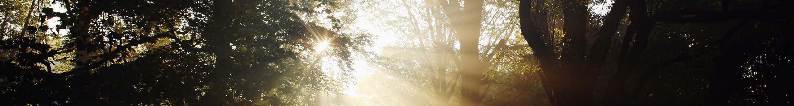 fenfens的个人主页（封面预览） - 主页封面设置 - 站酷设计师fenfens原创素材 - 站酷ZCOOL