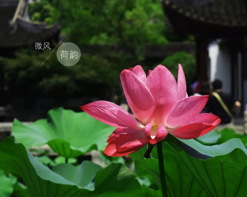 梅見的個(gè)人主頁（封面預(yù)覽） - 主頁封面設(shè)置 - 站酷設(shè)計(jì)師梅見原創(chuàng)素材 - 站酷ZCOOL