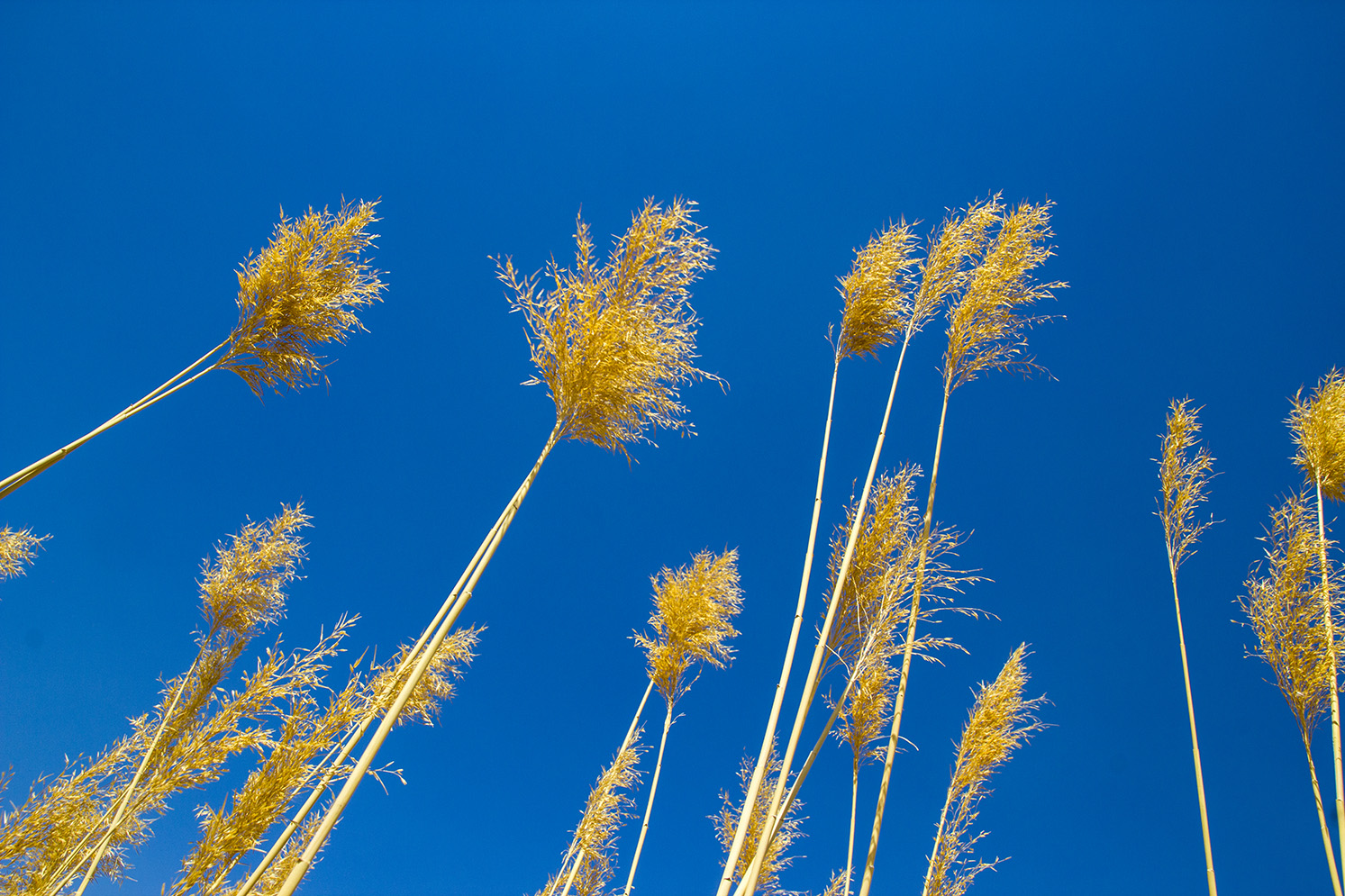 susam1的个人主页（封面预览） - 主页封面设置 - 站酷设计师susam1原创素材 - 站酷ZCOOL