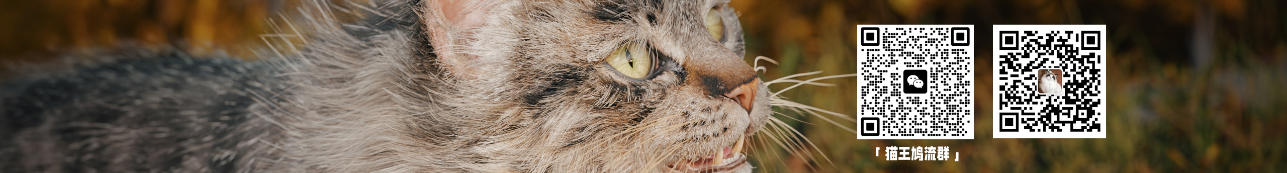 猫王阿祖的个人主页（封面预览） - 主页封面设置 - 站酷设计师猫王阿祖原创素材 - 站酷ZCOOL