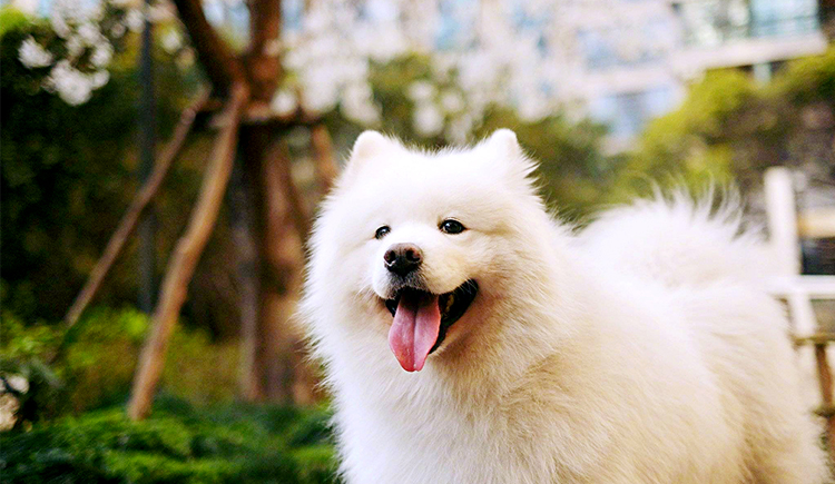 花开花落花满天的个人主页（封面预览） - 主页封面设置 - 站酷设计师花开花落花满天原创素材 - 站酷ZCOOL