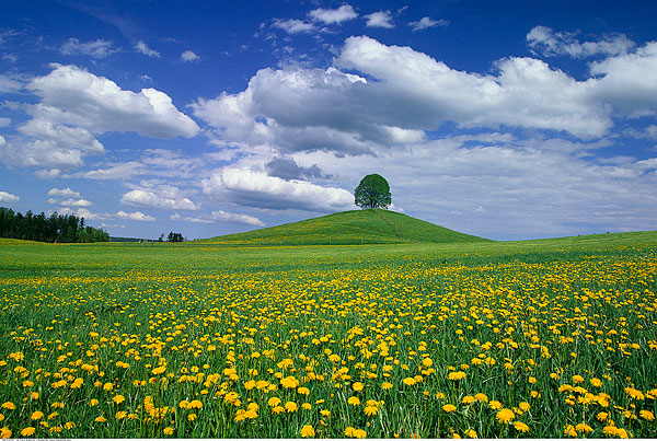 莎莎UI設計師的個人主頁（封面預覽） - 主頁封面設置 - 站酷設計師莎莎UI設計師原創(chuàng)素材 - 站酷ZCOOL