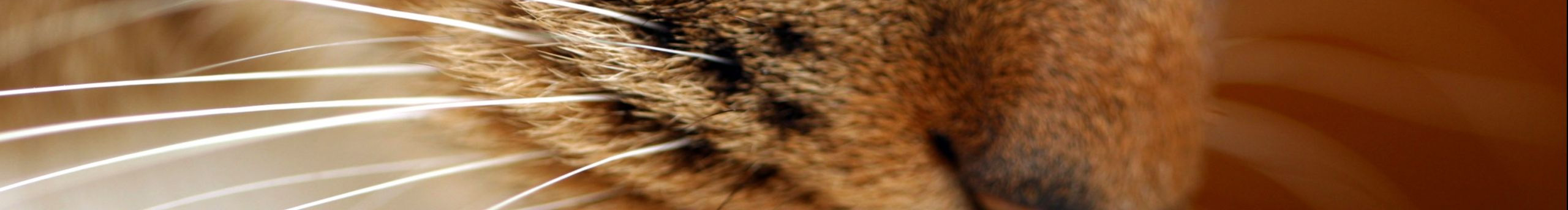 桃山的個(gè)人主頁(yè)（封面預(yù)覽） - 主頁(yè)封面設(shè)置 - 站酷設(shè)計(jì)師桃山原創(chuàng)素材 - 站酷ZCOOL