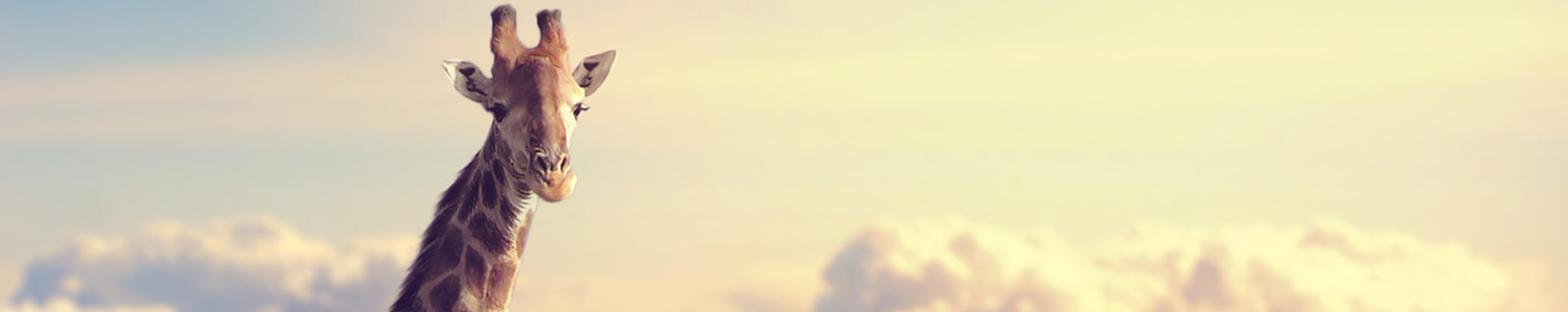 赵好巧呀的个人主页（封面预览） - 主页封面设置 - 站酷设计师赵好巧呀原创素材 - 站酷ZCOOL