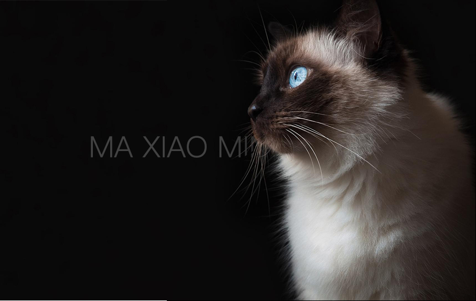 馬小敏的個人主頁（封面預(yù)覽） - 主頁封面設(shè)置 - 站酷設(shè)計師馬小敏原創(chuàng)素材 - 站酷ZCOOL