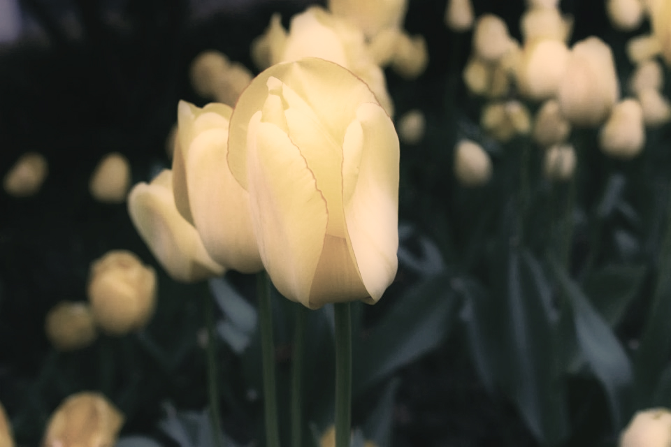 麦田里的羊驼的个人主页（封面预览） - 主页封面设置 - 站酷设计师麦田里的羊驼原创素材 - 站酷ZCOOL