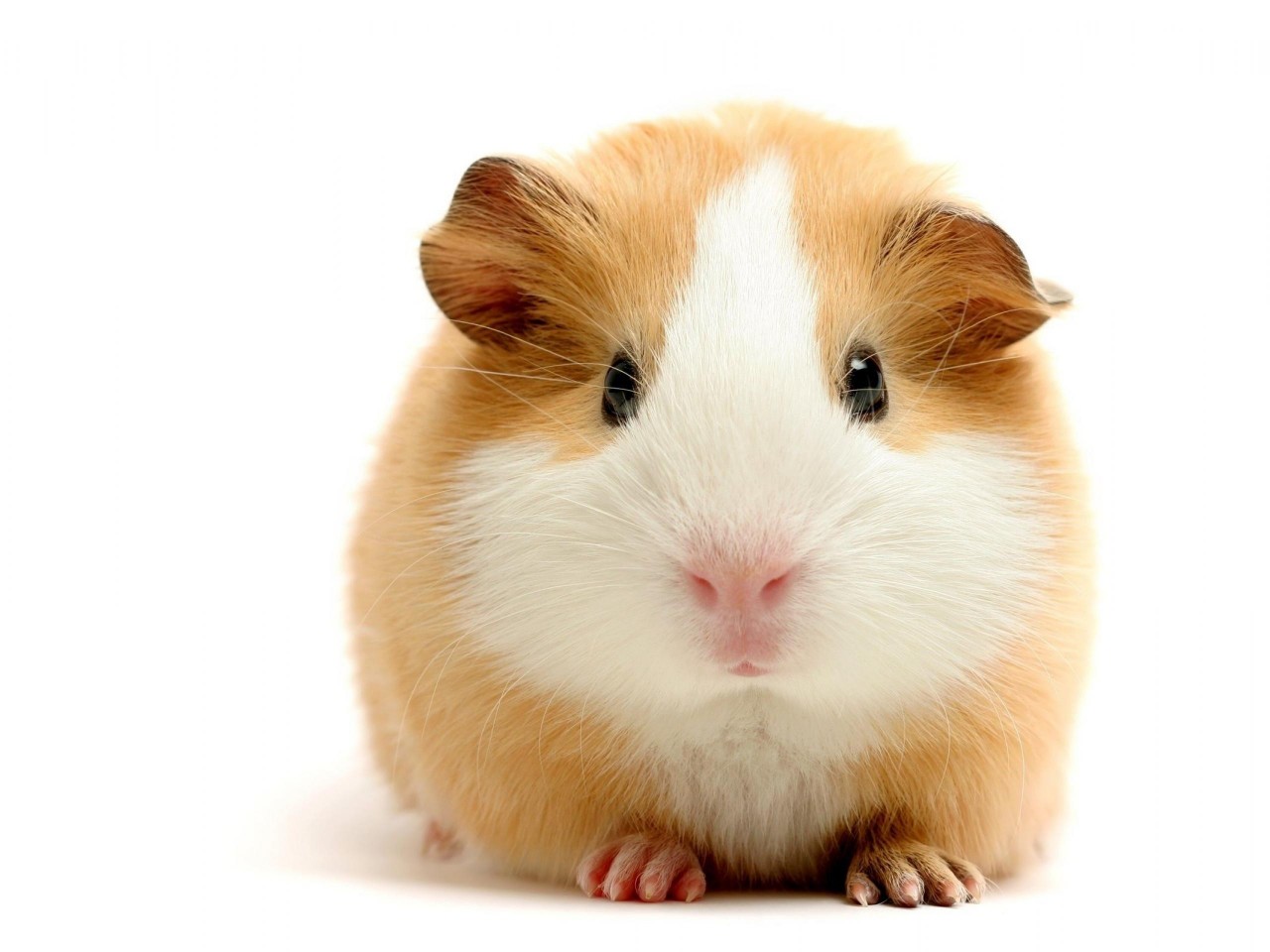 乐乐1022的个人主页（封面预览） - 主页封面设置 - 站酷设计师乐乐1022原创素材 - 站酷ZCOOL