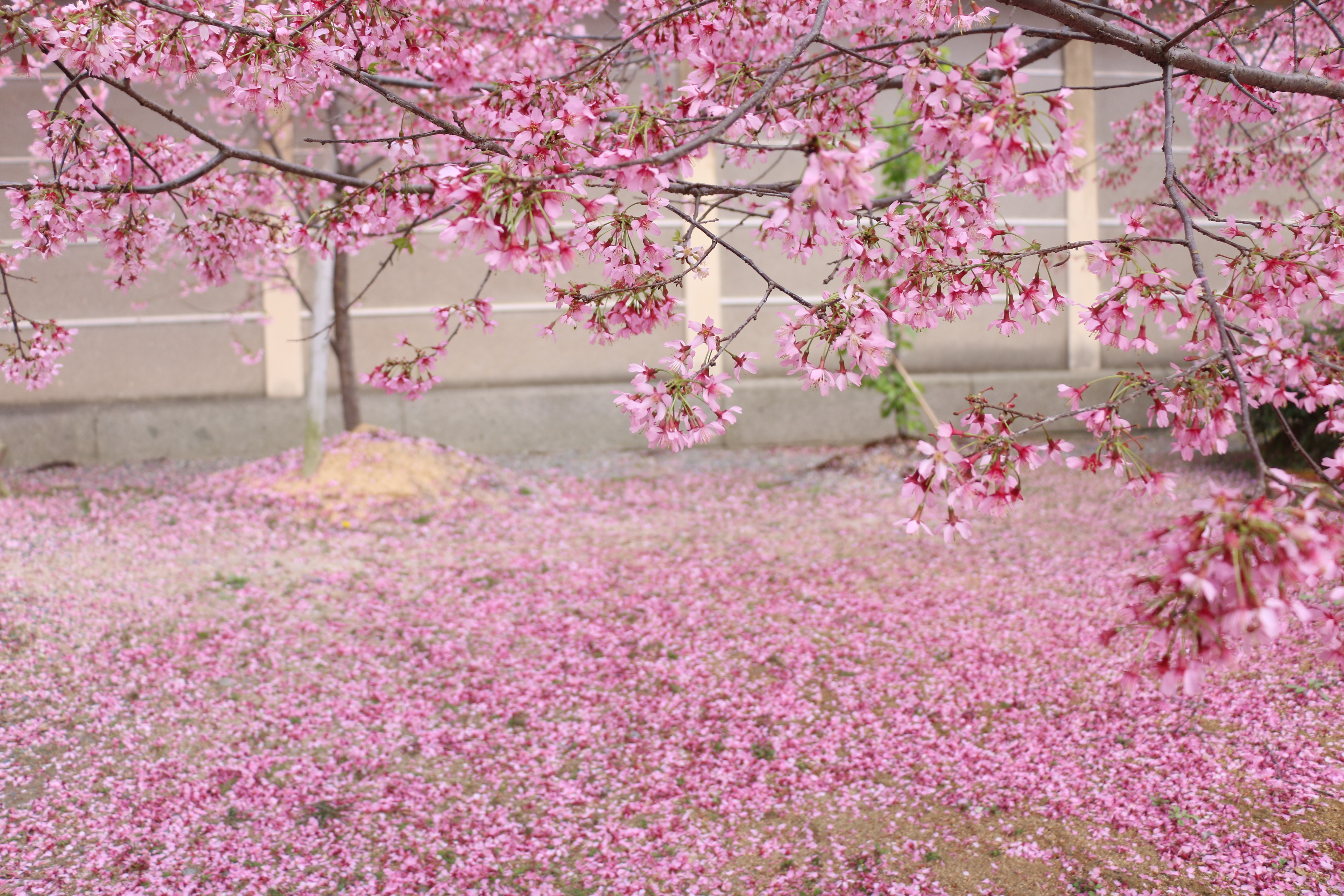 skyfree19的个人主页（封面预览） - 主页封面设置 - 站酷设计师skyfree19原创素材 - 站酷ZCOOL