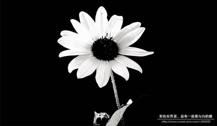 待花开了的个人主页（封面预览） - 主页封面设置 - 站酷设计师待花开了原创素材 - 站酷ZCOOL