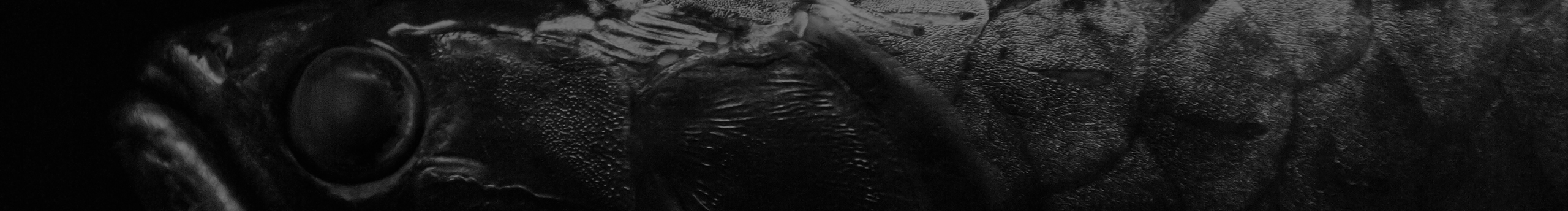 艾伦与大鱼的个人主页（封面预览） - 主页封面设置 - 站酷设计师艾伦与大鱼原创素材 - 站酷ZCOOL