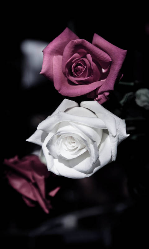 流氓兔5555的个人主页（封面预览） - 主页封面设置 - 站酷设计师流氓兔5555原创素材 - 站酷ZCOOL