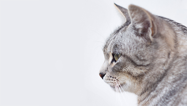 阿迪是只猫的个人主页（封面预览） - 主页封面设置 - 站酷设计师阿迪是只猫原创素材 - 站酷ZCOOL