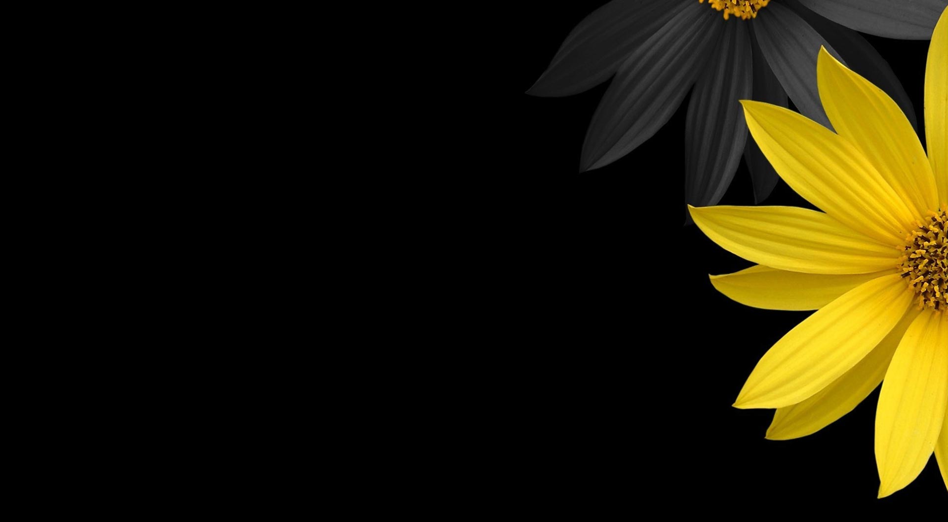 胖蕃茄的个人主页（封面预览） - 主页封面设置 - 站酷设计师胖蕃茄原创素材 - 站酷ZCOOL