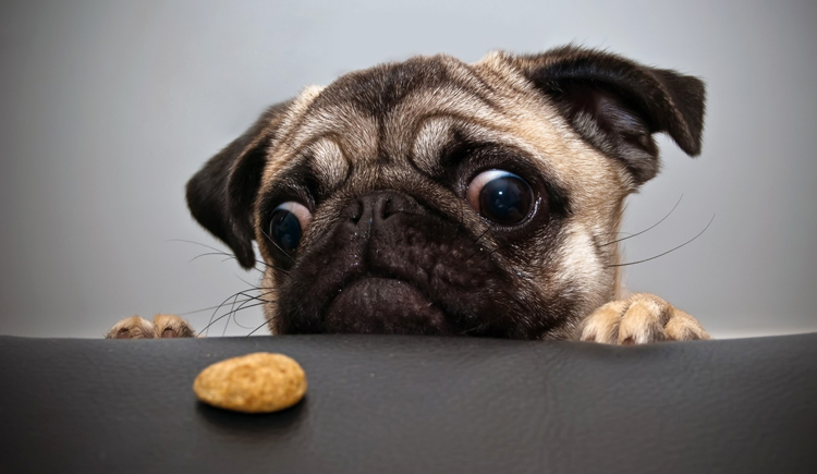 村上纯狗的个人主页（封面预览） - 主页封面设置 - 站酷设计师村上纯狗原创素材 - 站酷ZCOOL