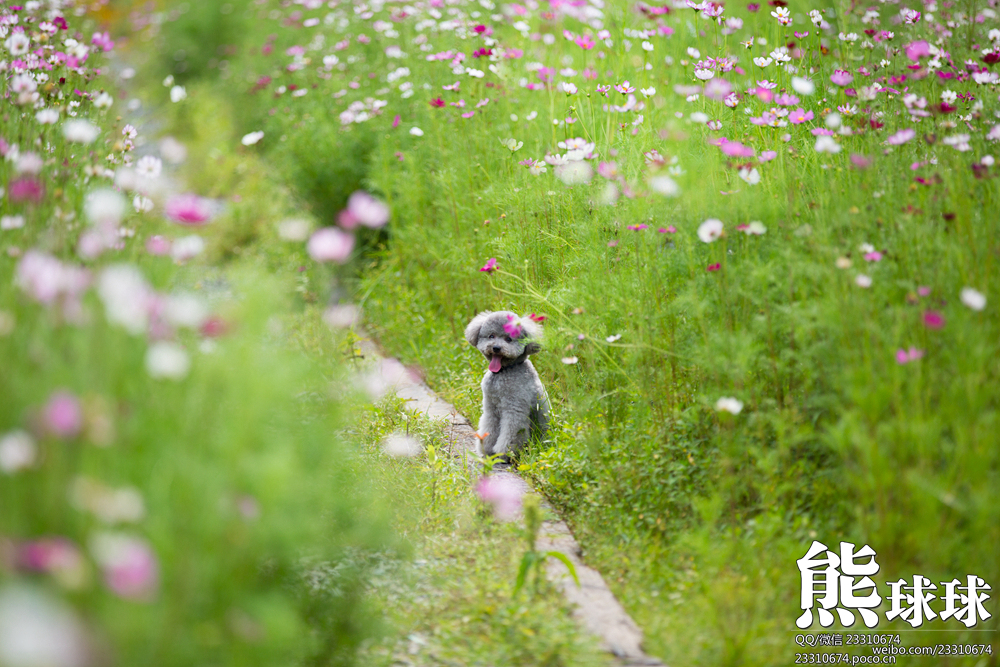 熊球球的个人主页（封面预览） - 主页封面设置 - 站酷设计师熊球球原创素材 - 站酷ZCOOL