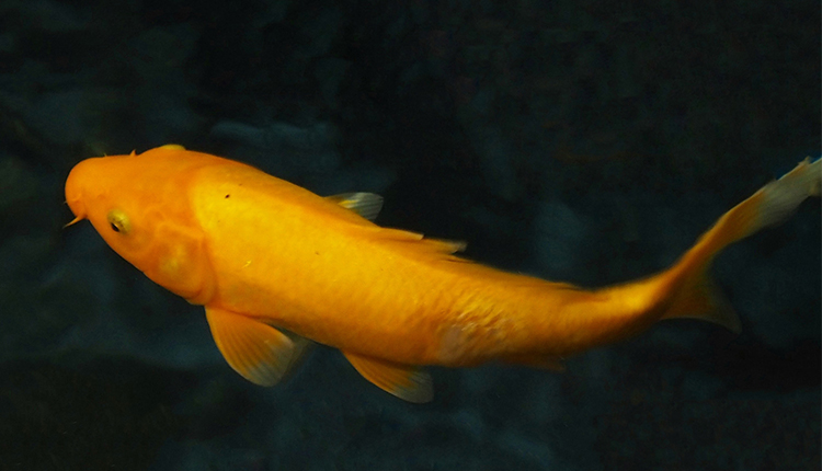 結(jié)唯的個人主頁（封面預覽） - 主頁封面設置 - 站酷設計師結(jié)唯原創(chuàng)素材 - 站酷ZCOOL