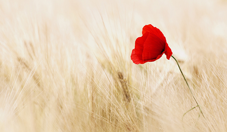 念夏He忍冬的个人主页（封面预览） - 主页封面设置 - 站酷设计师念夏He忍冬原创素材 - 站酷ZCOOL