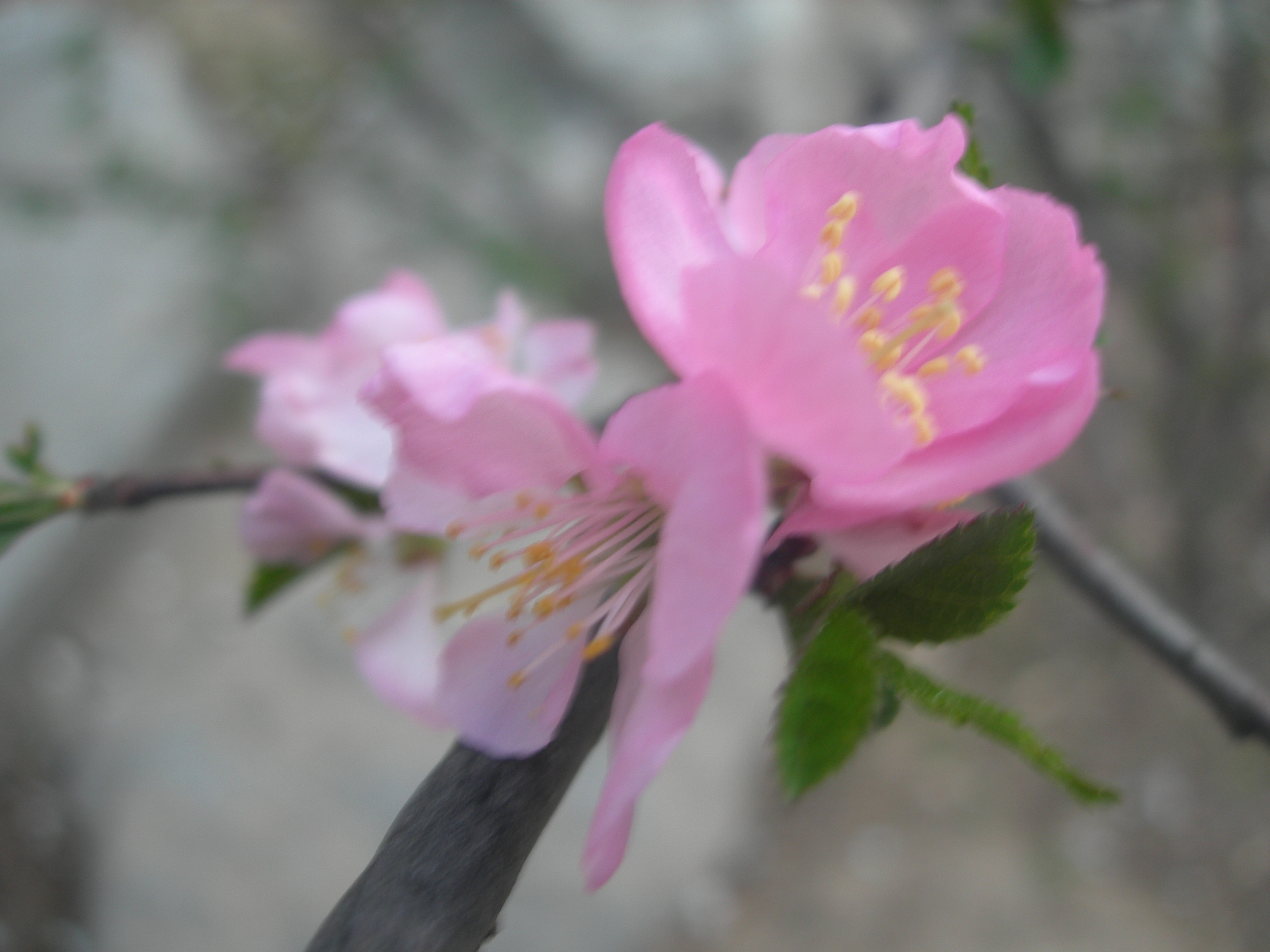 紫儷的個人主頁（封面預(yù)覽） - 主頁封面設(shè)置 - 站酷設(shè)計師紫儷原創(chuàng)素材 - 站酷ZCOOL