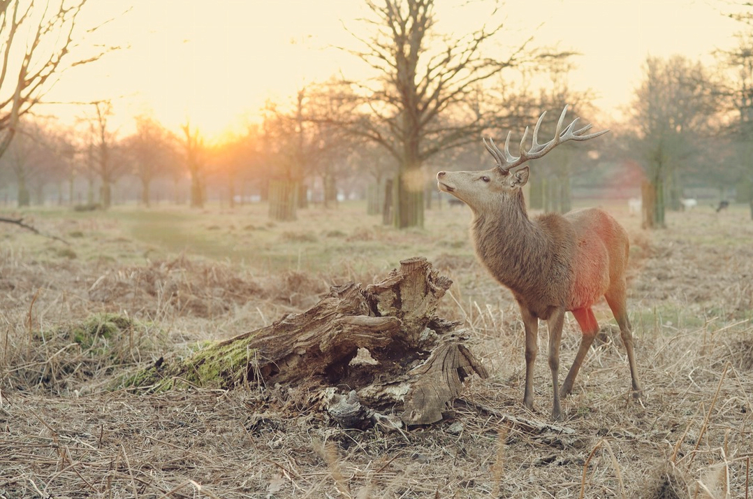 青青小子衿的個(gè)人主頁(yè)（封面預(yù)覽） - 主頁(yè)封面設(shè)置 - 站酷設(shè)計(jì)師青青小子衿原創(chuàng)素材 - 站酷ZCOOL