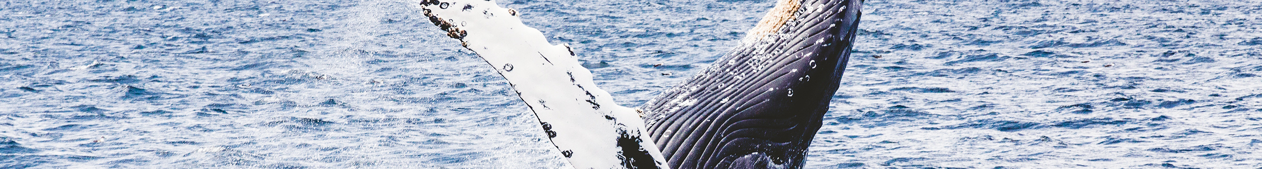 我在東關(guān)吃炸雞的個(gè)人主頁（封面預(yù)覽） - 主頁封面設(shè)置 - 站酷設(shè)計(jì)師我在東關(guān)吃炸雞原創(chuàng)素材 - 站酷ZCOOL