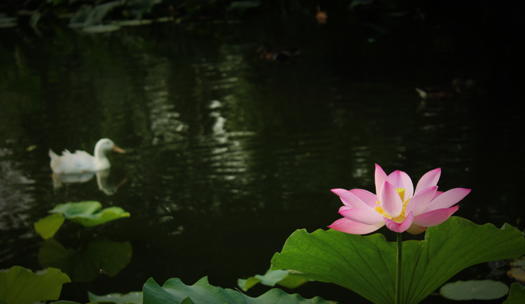 荷禾禾的個(gè)人主頁（封面預(yù)覽） - 主頁封面設(shè)置 - 站酷設(shè)計(jì)師荷禾禾原創(chuàng)素材 - 站酷ZCOOL