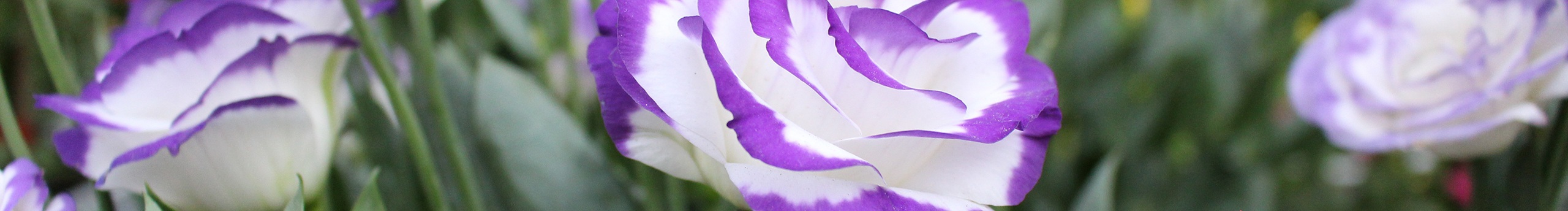 刘锦秀的个人主页（封面预览） - 主页封面设置 - 站酷设计师刘锦秀原创素材 - 站酷ZCOOL