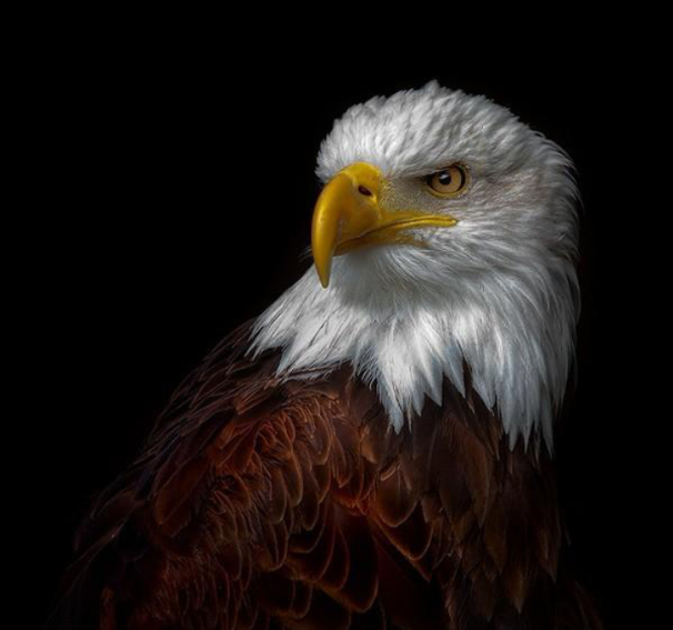 何Y娟的个人主页（封面预览） - 主页封面设置 - 站酷设计师何Y娟原创素材 - 站酷ZCOOL