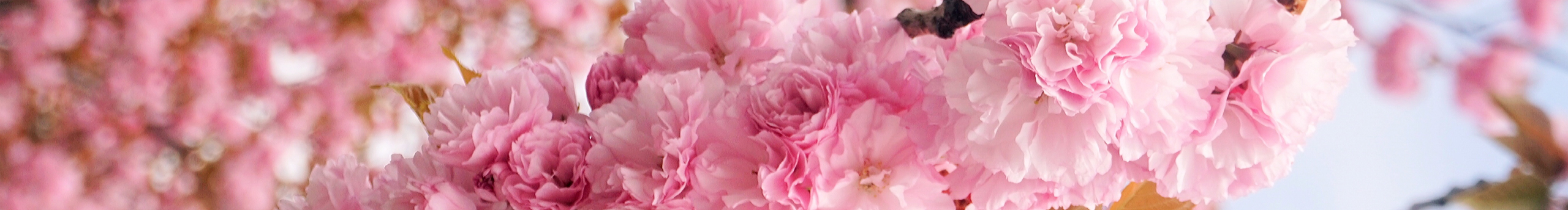 九诺的个人主页（封面预览） - 主页封面设置 - 站酷设计师九诺原创素材 - 站酷ZCOOL