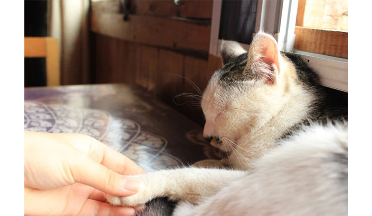 特长猫的个人主页（封面预览） - 主页封面设置 - 站酷设计师特长猫原创素材 - 站酷ZCOOL