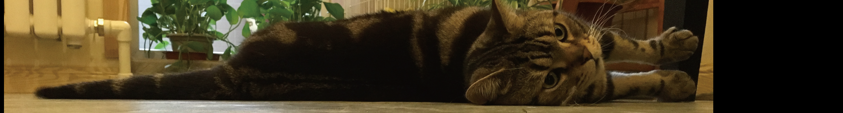 张小艮的个人主页（封面预览） - 主页封面设置 - 站酷设计师张小艮原创素材 - 站酷ZCOOL