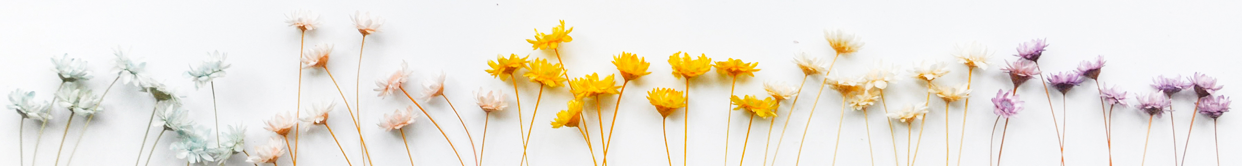 茶兮有枝的个人主页（封面预览） - 主页封面设置 - 站酷设计师茶兮有枝原创素材 - 站酷ZCOOL