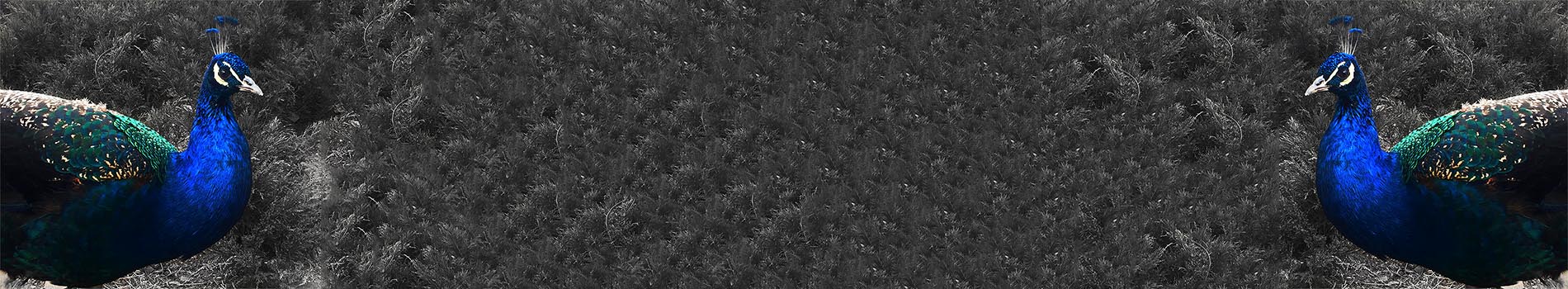 芝慕集的個人主頁（封面預(yù)覽） - 主頁封面設(shè)置 - 站酷設(shè)計師芝慕集原創(chuàng)素材 - 站酷ZCOOL