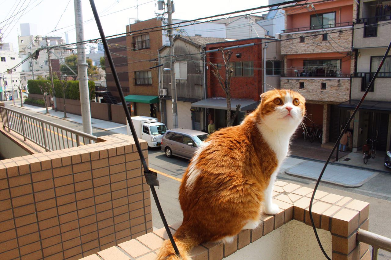 polly吴的个人主页（封面预览） - 主页封面设置 - 站酷设计师polly吴原创素材 - 站酷ZCOOL