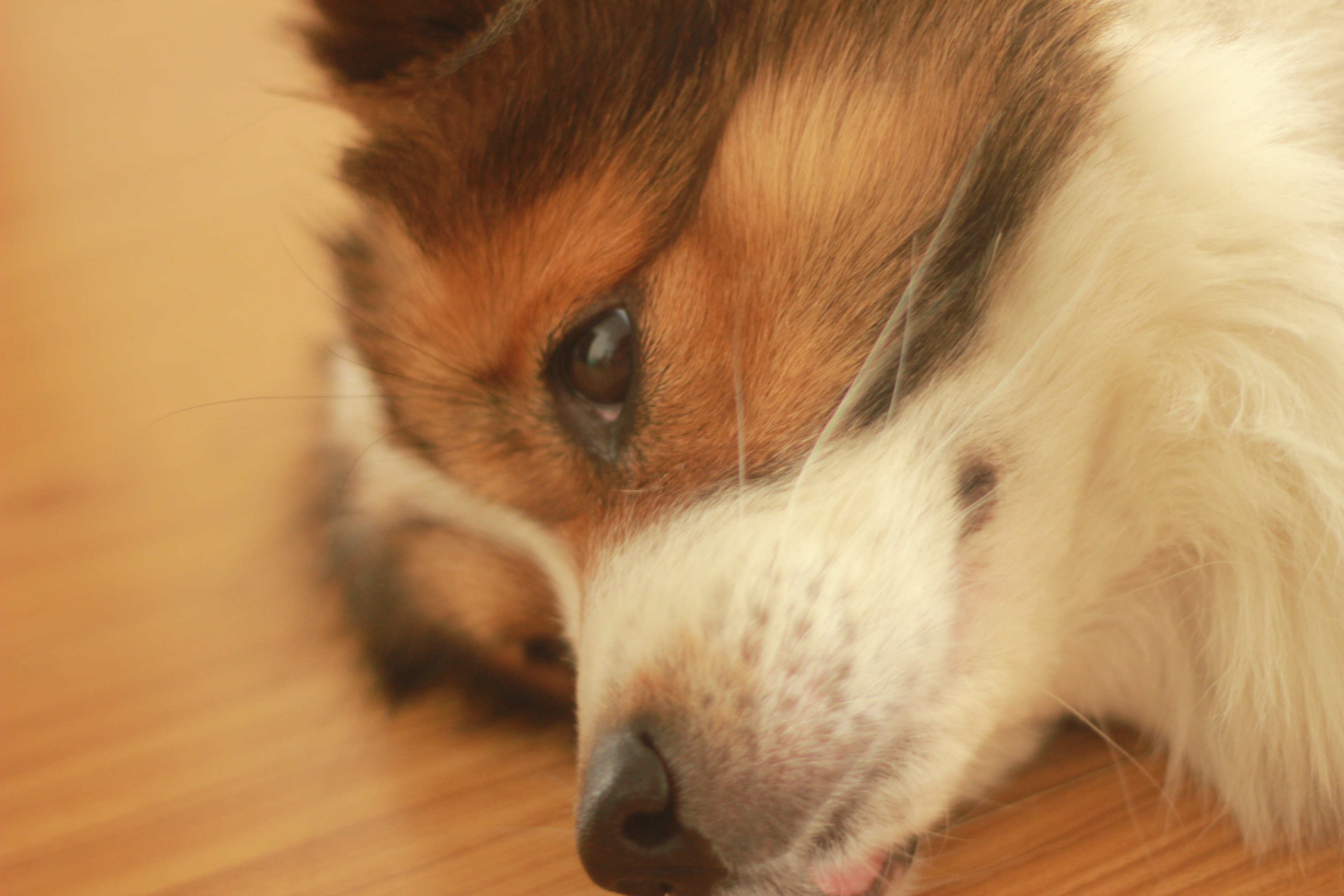 cherrycoke的個人主頁（封面預覽） - 主頁封面設置 - 站酷設計師cherrycoke原創(chuàng)素材 - 站酷ZCOOL