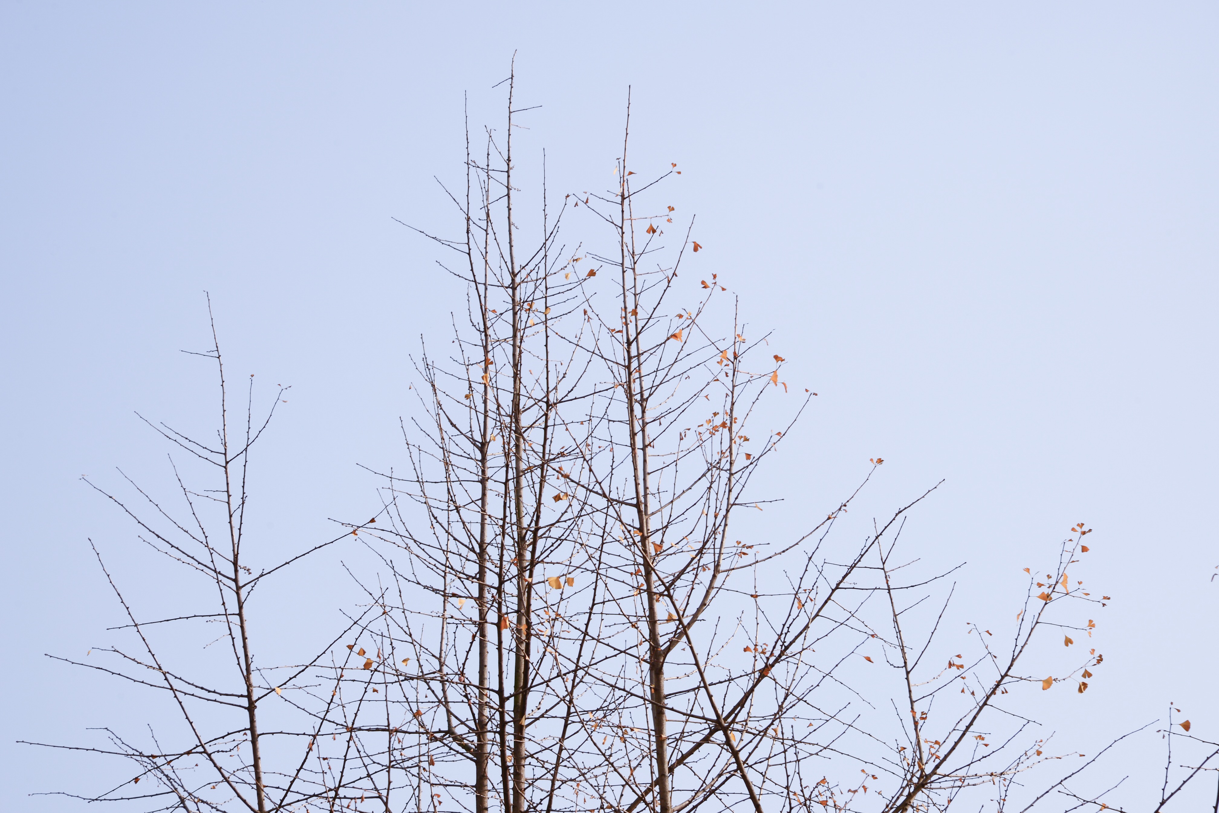 大霞gir的個(gè)人主頁（封面預(yù)覽） - 主頁封面設(shè)置 - 站酷設(shè)計(jì)師大霞gir原創(chuàng)素材 - 站酷ZCOOL