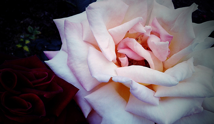 anouily的個人主頁（封面預覽） - 主頁封面設置 - 站酷設計師anouily原創(chuàng)素材 - 站酷ZCOOL