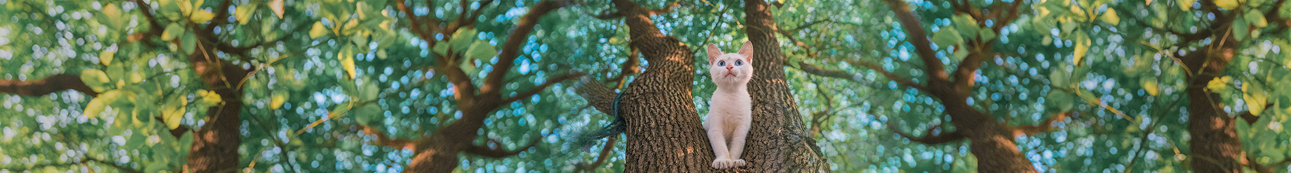 容豌豆的个人主页（封面预览） - 主页封面设置 - 站酷设计师容豌豆原创素材 - 站酷ZCOOL