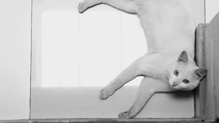 小白maya的个人主页（封面预览） - 主页封面设置 - 站酷设计师小白maya原创素材 - 站酷ZCOOL