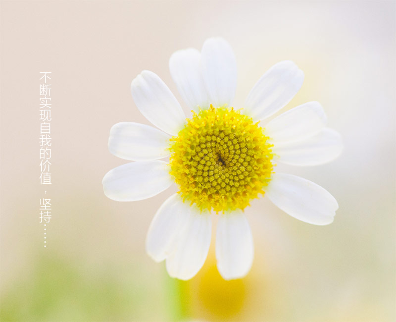 sulihua66的个人主页（封面预览） - 主页封面设置 - 站酷设计师sulihua66原创素材 - 站酷ZCOOL