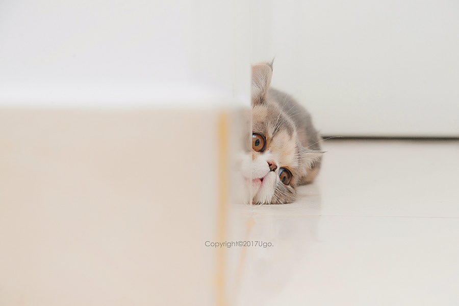 Pinky_hi的個(gè)人主頁（封面預(yù)覽） - 主頁封面設(shè)置 - 站酷設(shè)計(jì)師Pinky_hi原創(chuàng)素材 - 站酷ZCOOL