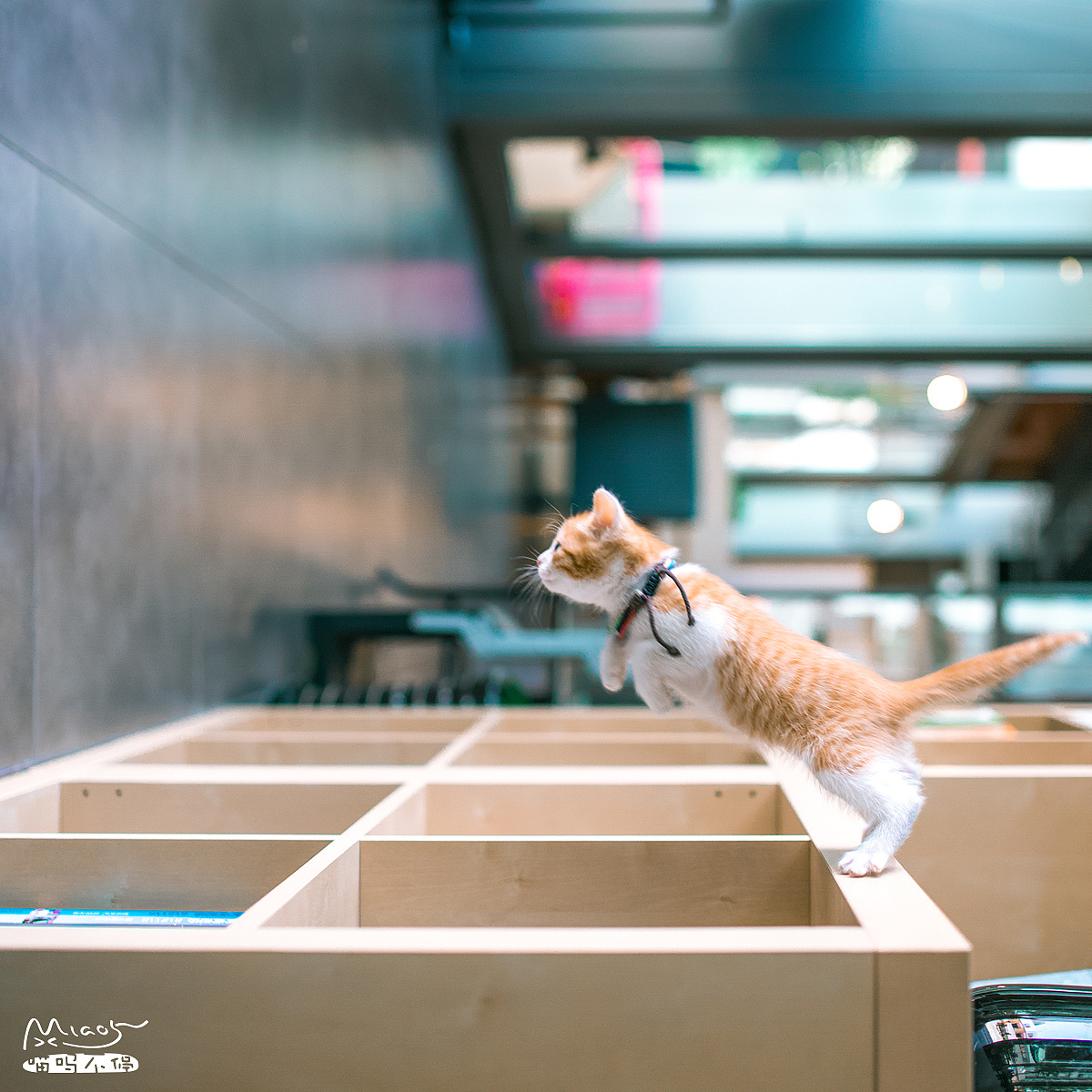 六小喵的個(gè)人主頁（封面預(yù)覽） - 主頁封面設(shè)置 - 站酷設(shè)計(jì)師六小喵原創(chuàng)素材 - 站酷ZCOOL