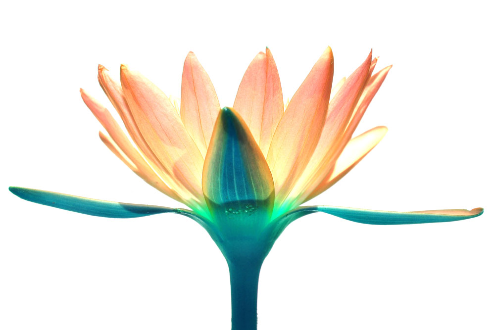 Fiona花园的个人主页（封面预览） - 主页封面设置 - 站酷设计师Fiona花园原创素材 - 站酷ZCOOL