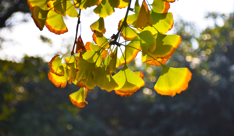 看小兔兔的个人主页（封面预览） - 主页封面设置 - 站酷设计师看小兔兔原创素材 - 站酷ZCOOL