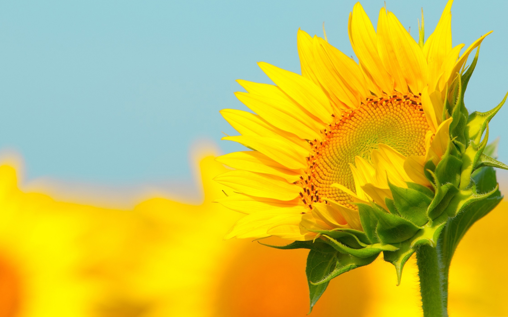 安夏91的个人主页（封面预览） - 主页封面设置 - 站酷设计师安夏91原创素材 - 站酷ZCOOL