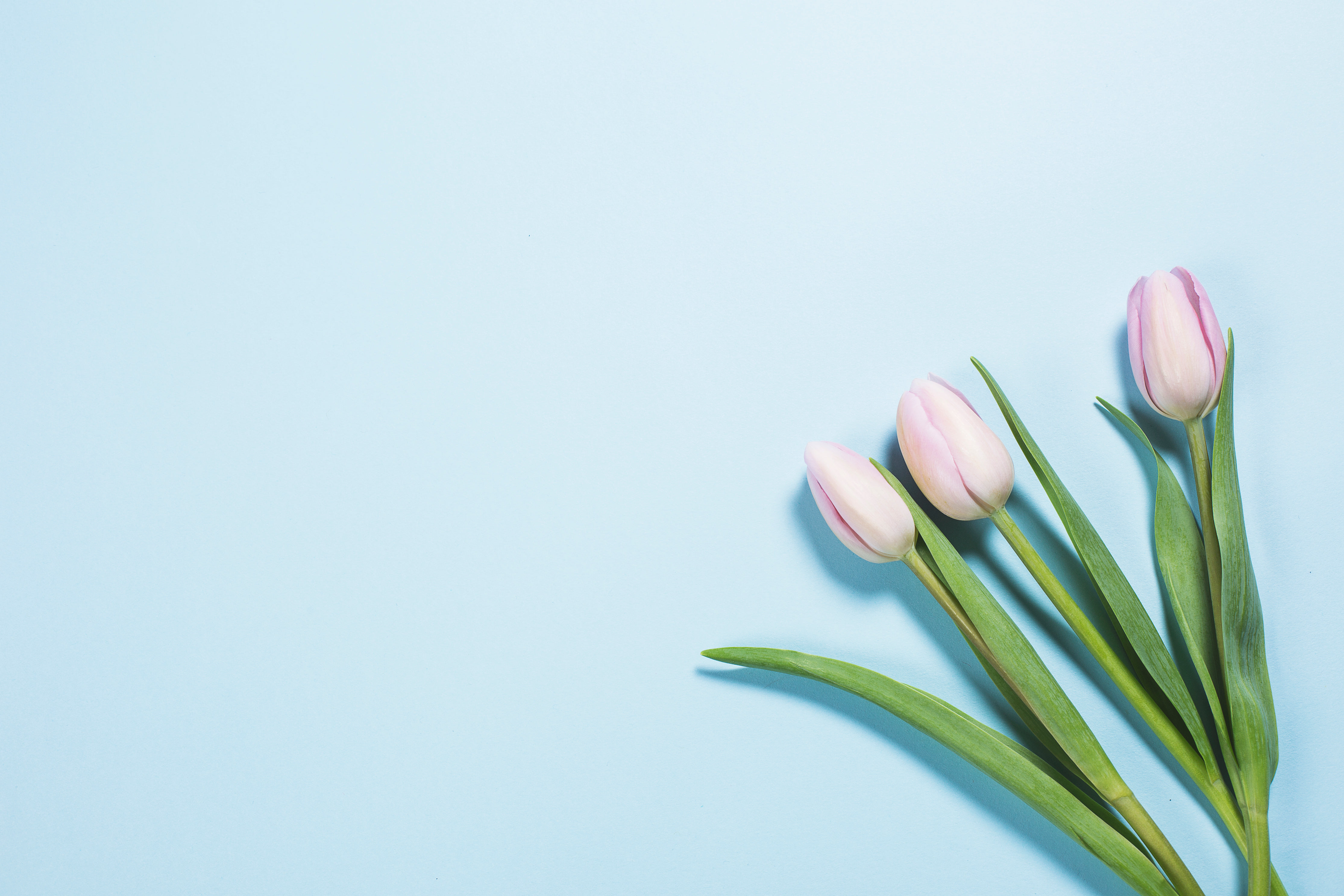 小熊想有马甲线的个人主页（封面预览） - 主页封面设置 - 站酷设计师小熊想有马甲线原创素材 - 站酷ZCOOL